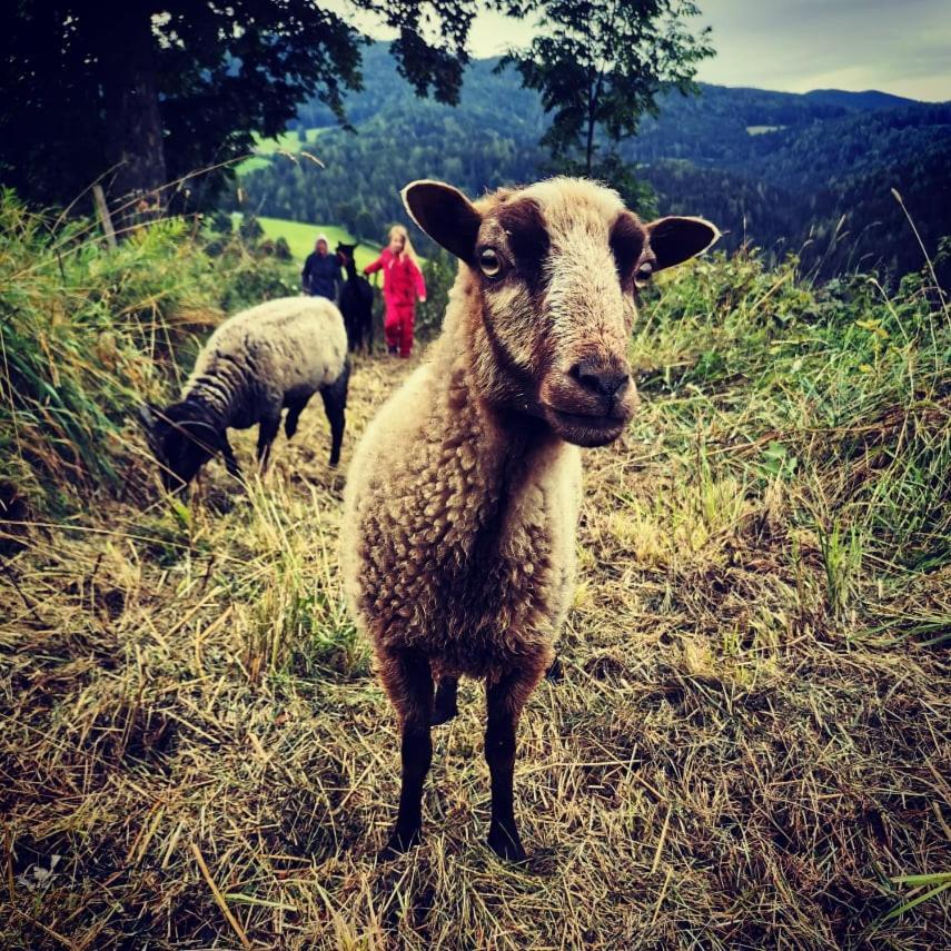 Erlebnisbauernhof Gutschi Ranch Kamp Luaran gambar
