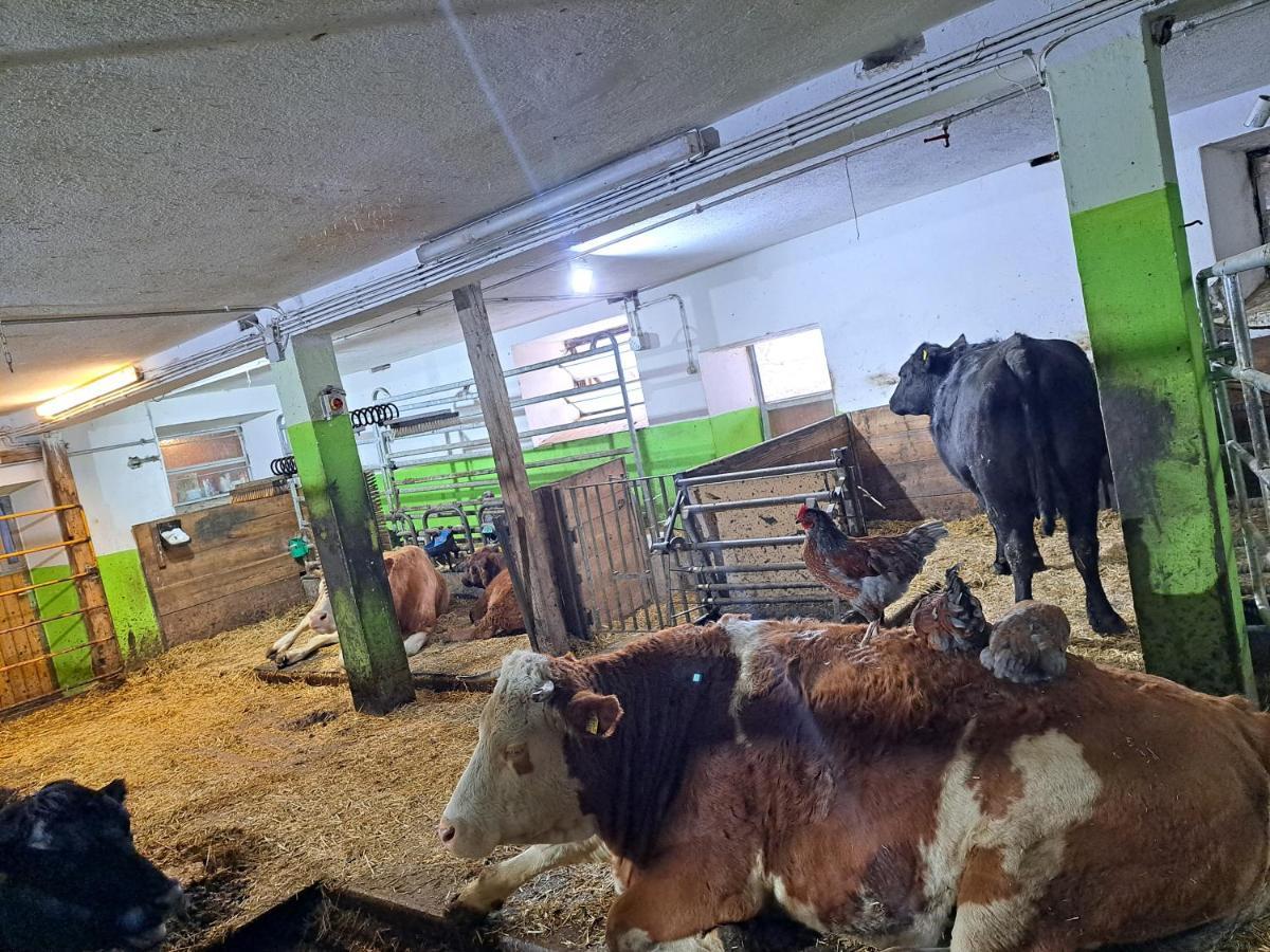 Erlebnisbauernhof Gutschi Ranch Kamp Luaran gambar