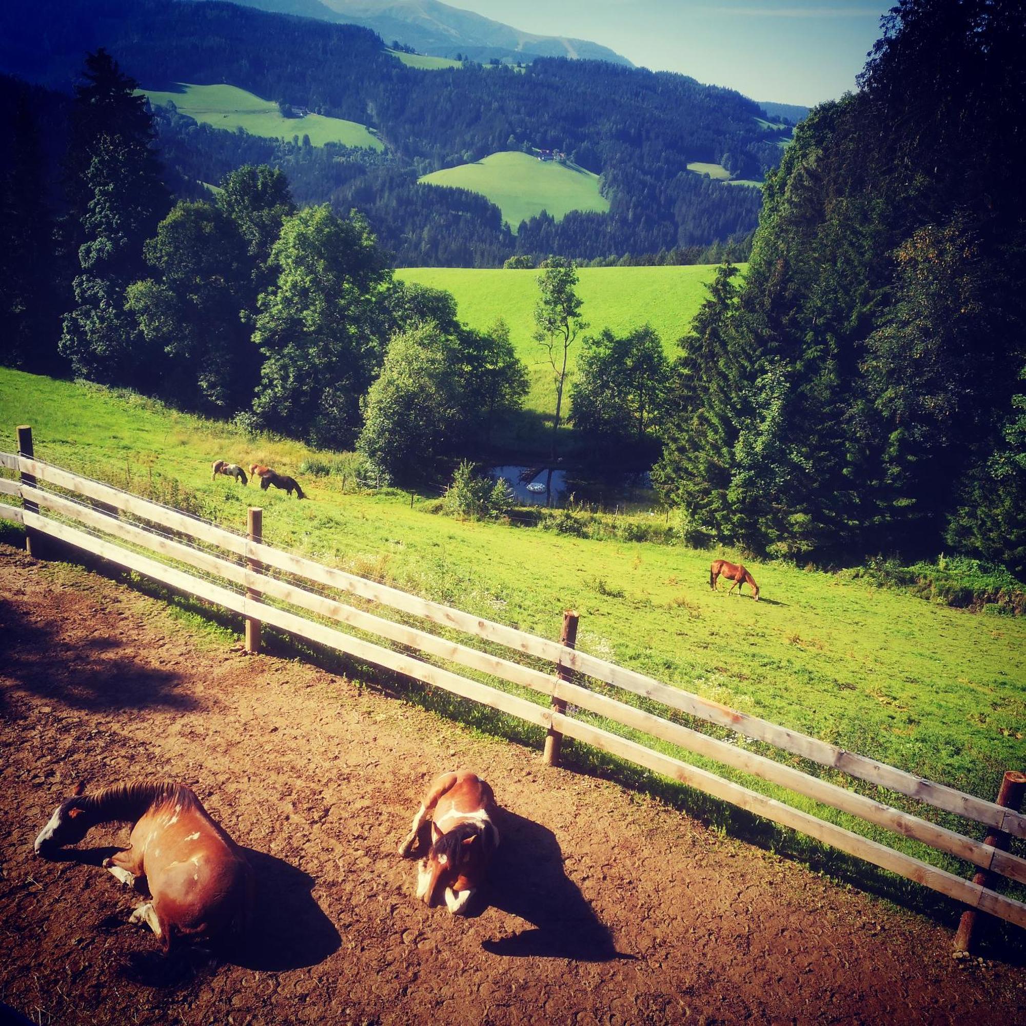Erlebnisbauernhof Gutschi Ranch Kamp Bilik gambar